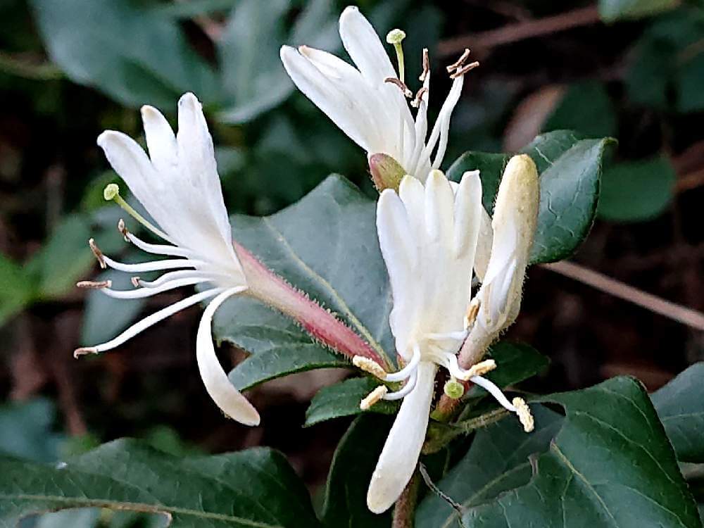 スイカズラ 忍冬 の育て方 土づくりや水やり 植え付けや植え替えの時期は Greensnap グリーンスナップ