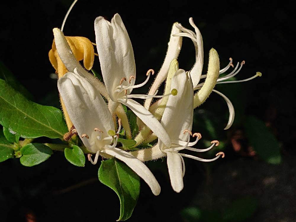 スイカズラ　白い花