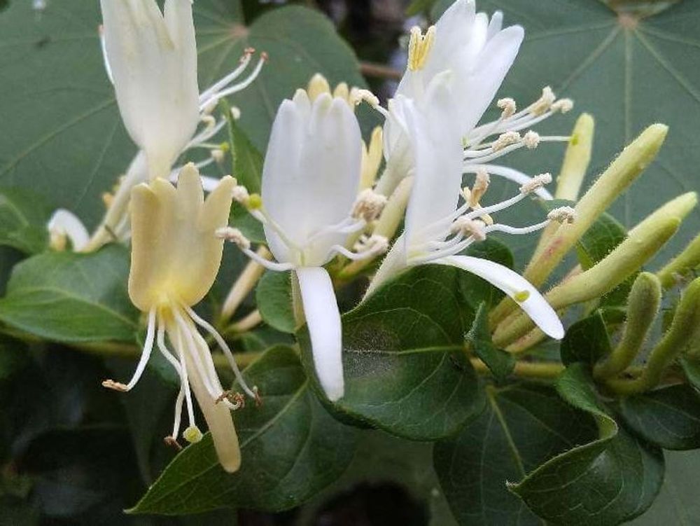 スイカズラ　白い花