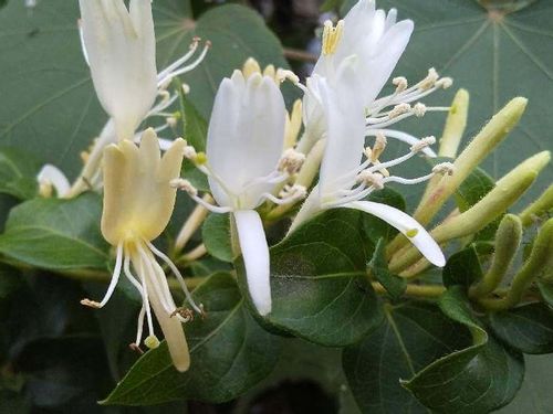 スイカズラ 忍冬 の育て方 土づくりや水やり 植え付けや植え替えの時期は Greensnap グリーンスナップ