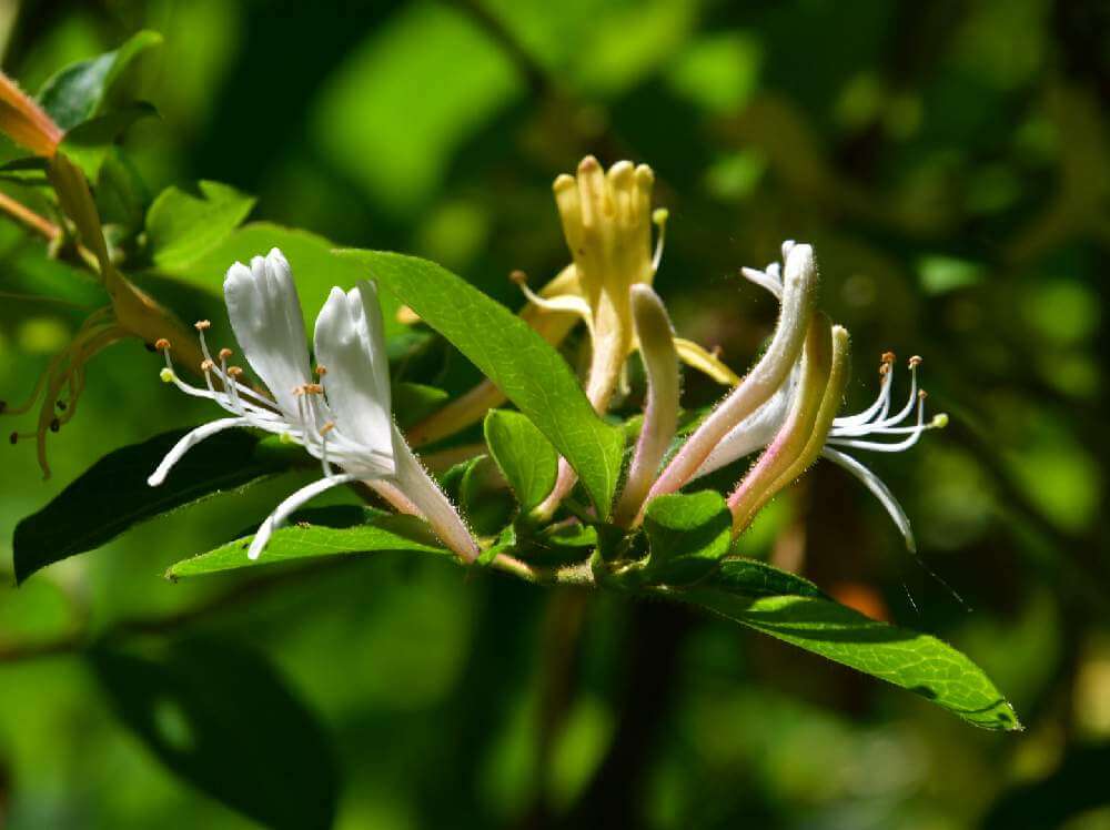 スイカズラ 忍冬 の育て方 土づくりや水やり 植え付けや植え替えの時期は Greensnap グリーンスナップ