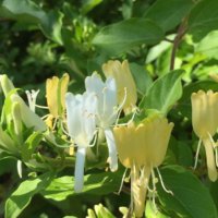 スイカズラ(忍冬)の育て方｜土づくりや水やり、植え付けや植え替えの時期は？の画像
