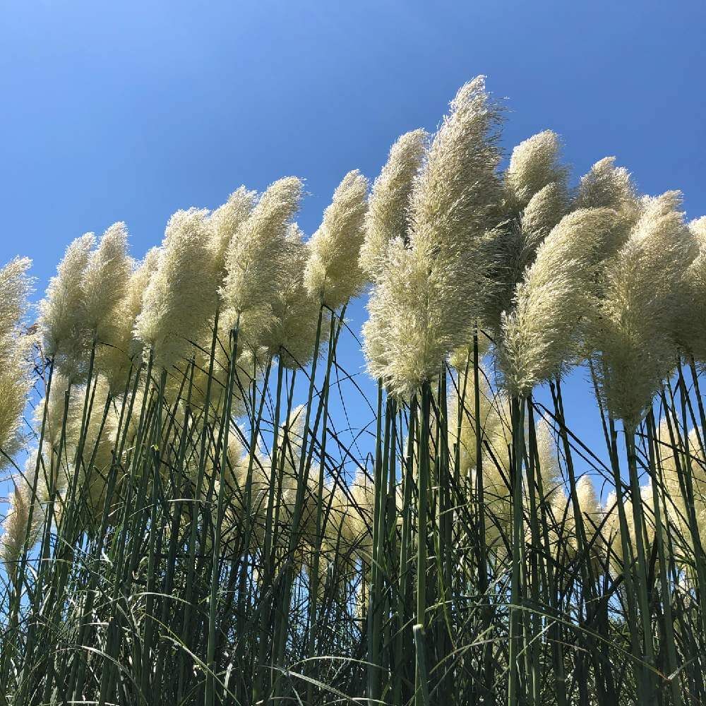 パンパスグラス