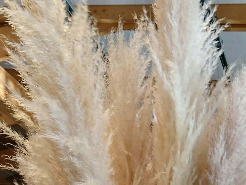 パンパスグラス