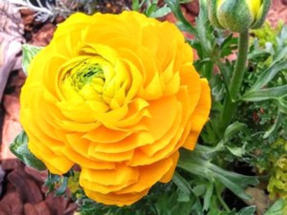 ラナンキュラス