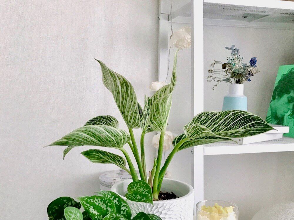 フィロデンドロン　バーキン