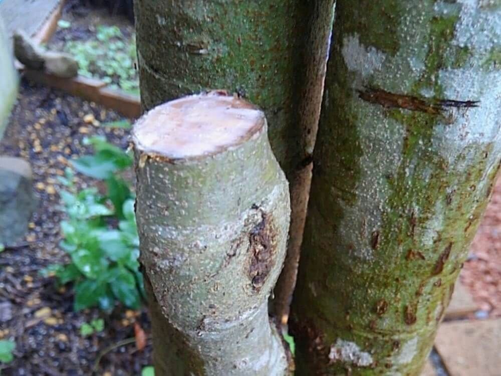 剪定したシマトネリコに癒合剤をぬった写真