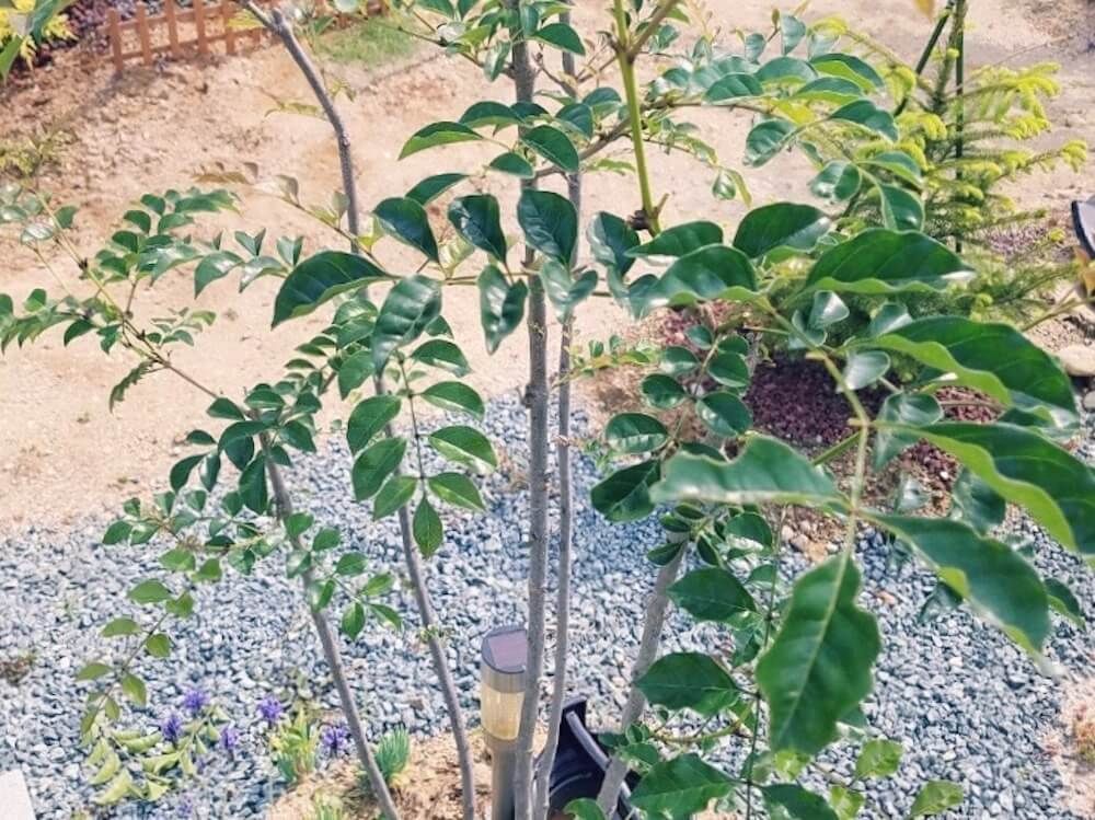 剪定したシマトネリコ