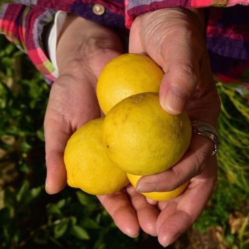 はじめて檸檬 ご挨拶とレモンのルーツをご紹介します No 1 Greensnap グリーンスナップ