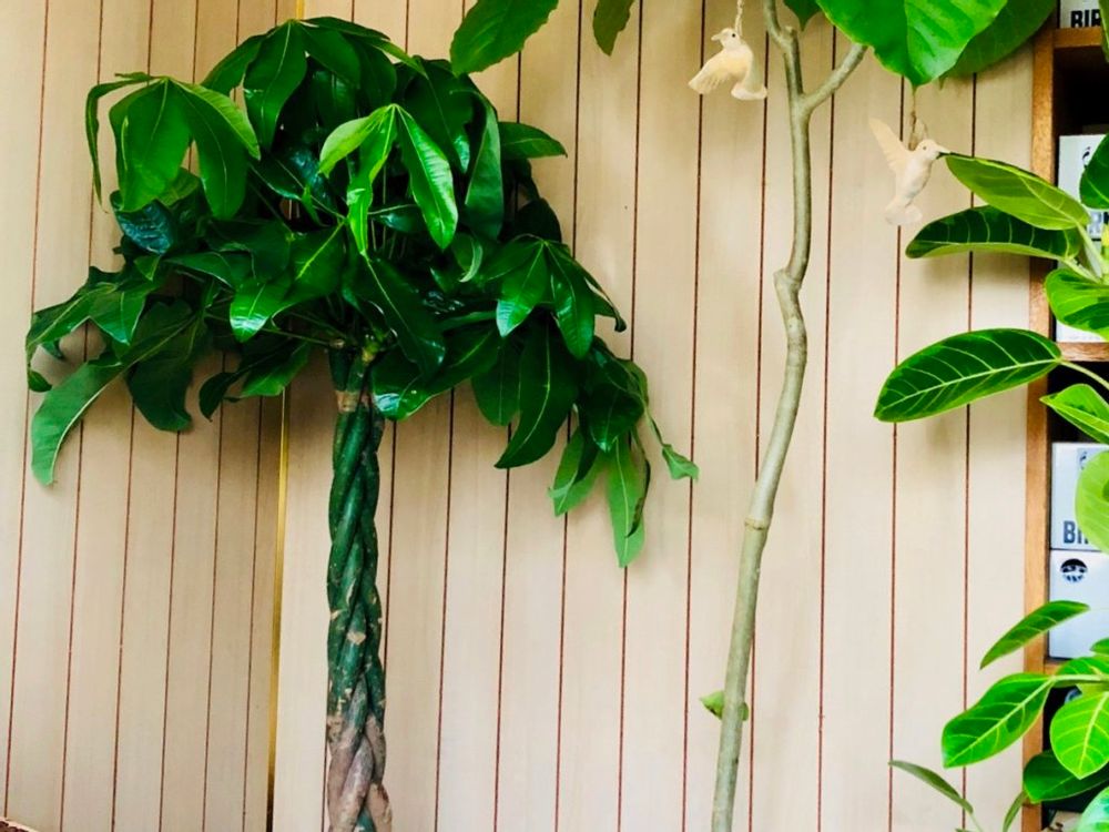 パキラ　大型　観葉植物