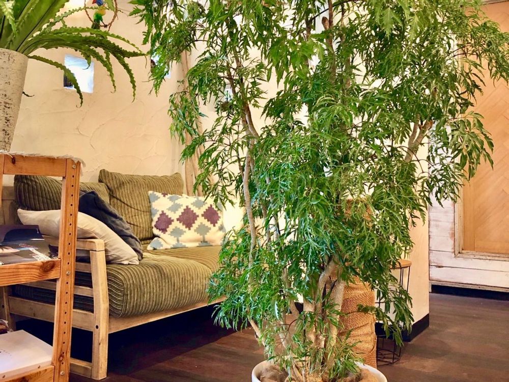 ポリシャス　大型　観葉植物