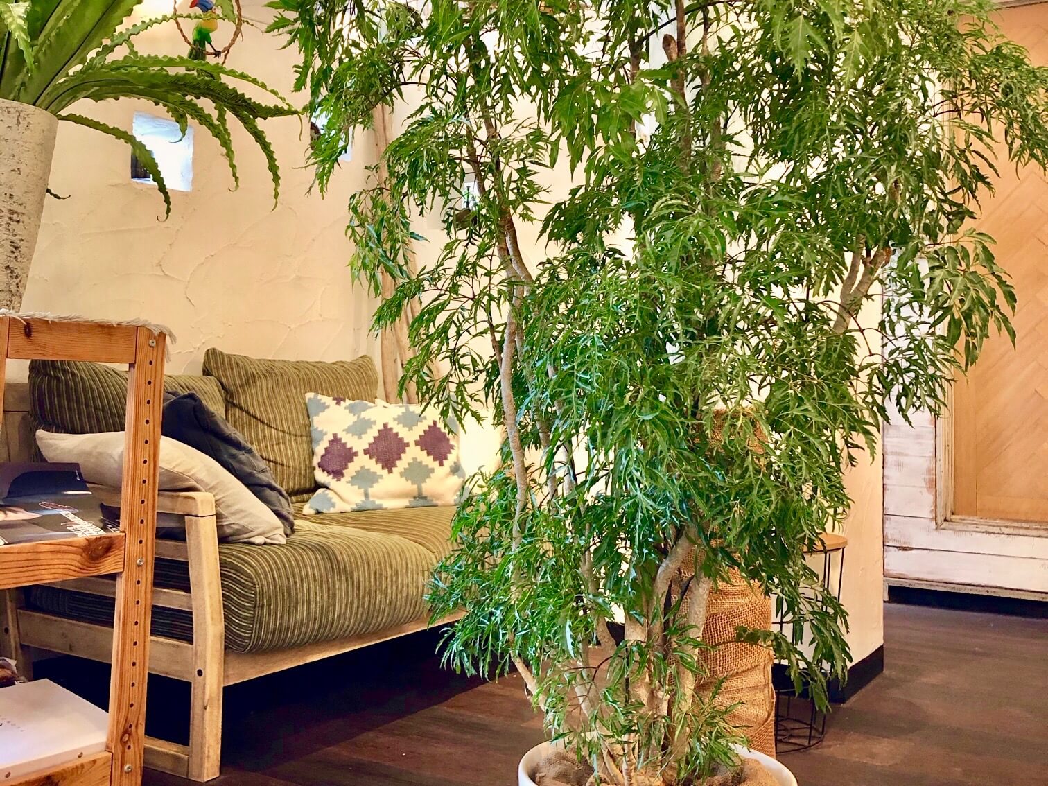 部屋におすすめの観葉植物40選 人気の種類 室内で育てやすいのは Greensnap グリーンスナップ
