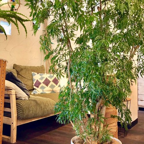 部屋におすすめの観葉植物40選 人気の種類 室内で育てやすいのは Greensnap グリーンスナップ