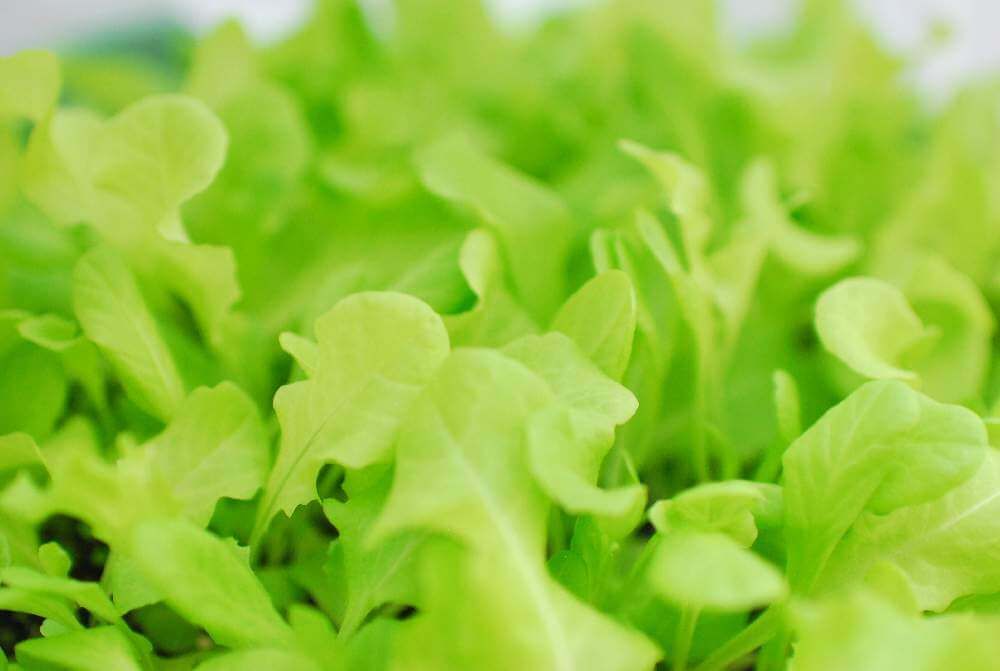 レタス