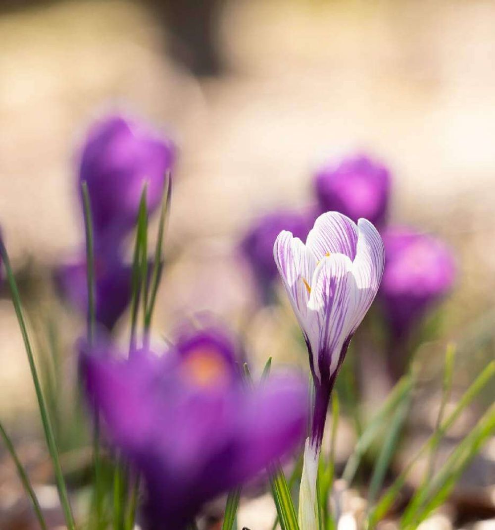 クロッカス