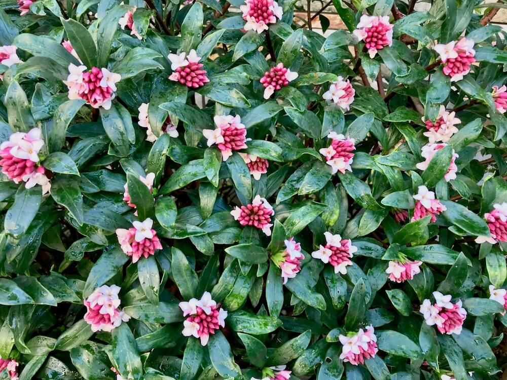 ジンチョウゲ　沈丁花