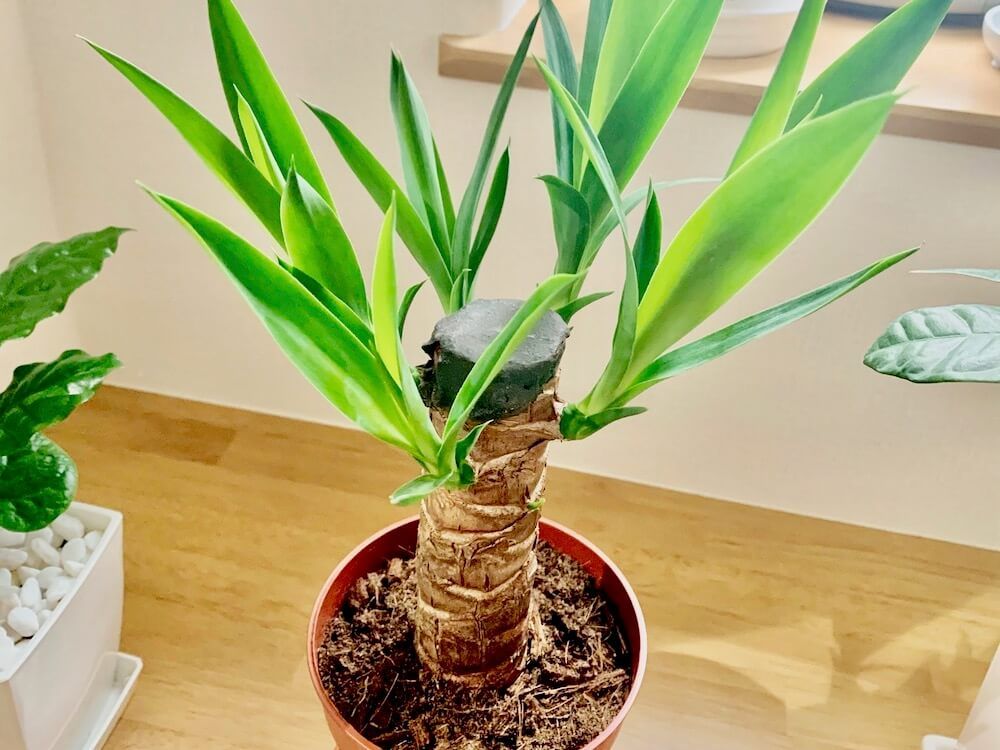 ユッカ　エレファンティペス　観葉植物