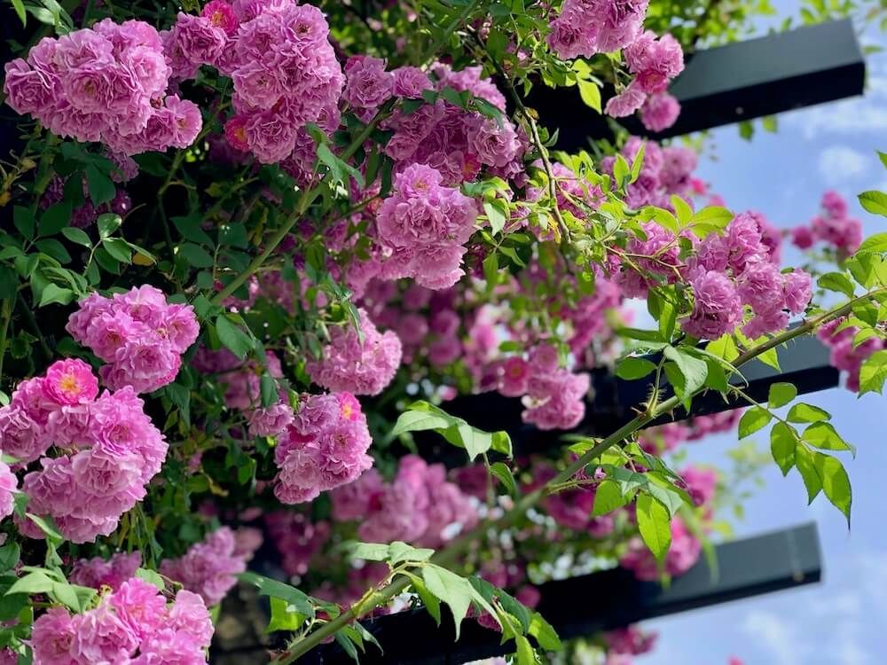 ランブラーローズ　バラ