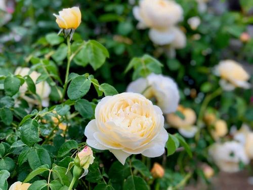 つるバラの種類 咲き方などの特徴は 3つの系統がある Greensnap グリーンスナップ