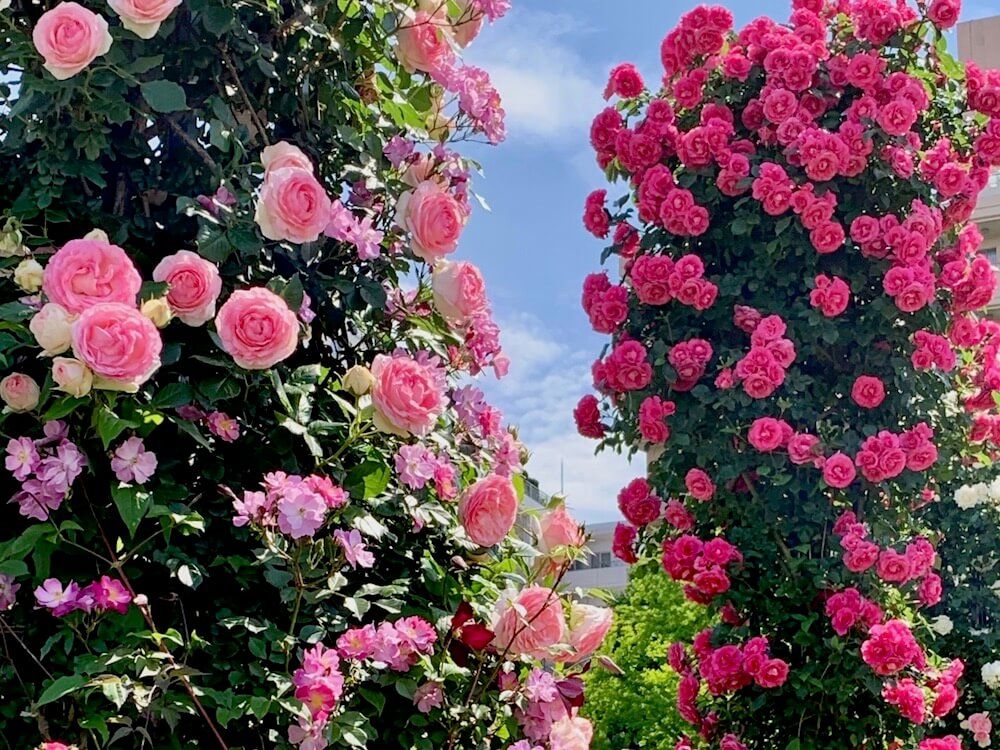 クライミングローズ　バラ