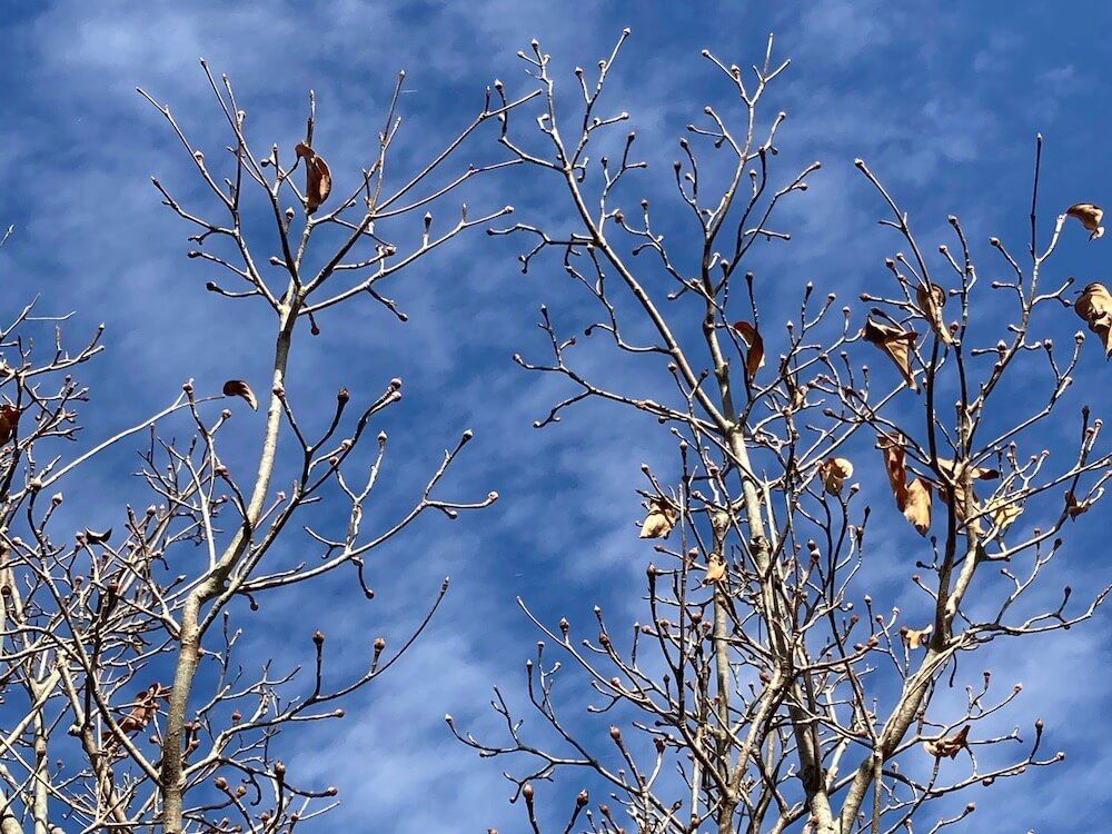 ヤマボウシ　山法師　花芽　葉芽