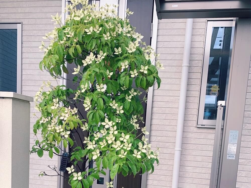 ヤマボウシ　山法師