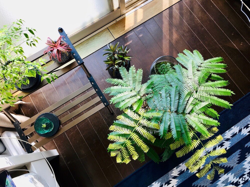 お部屋のインテリアに 観葉植物のステキな飾り方アイデアとは Greensnap グリーンスナップ