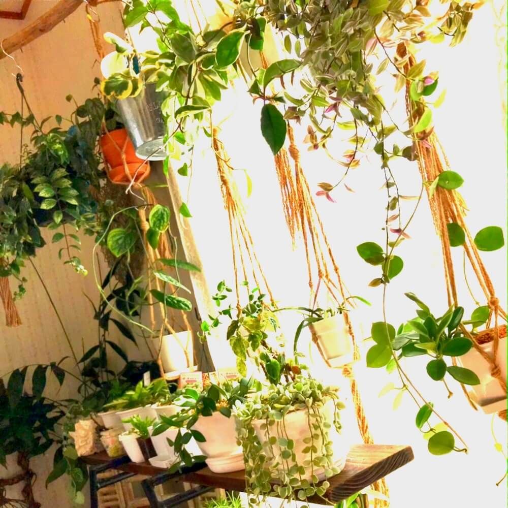 観葉植物　インテリアグリーン