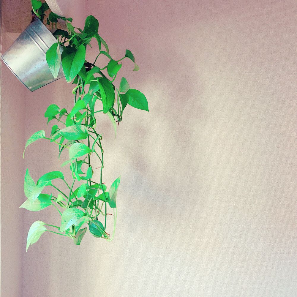 観葉植物　インテリアグリーン