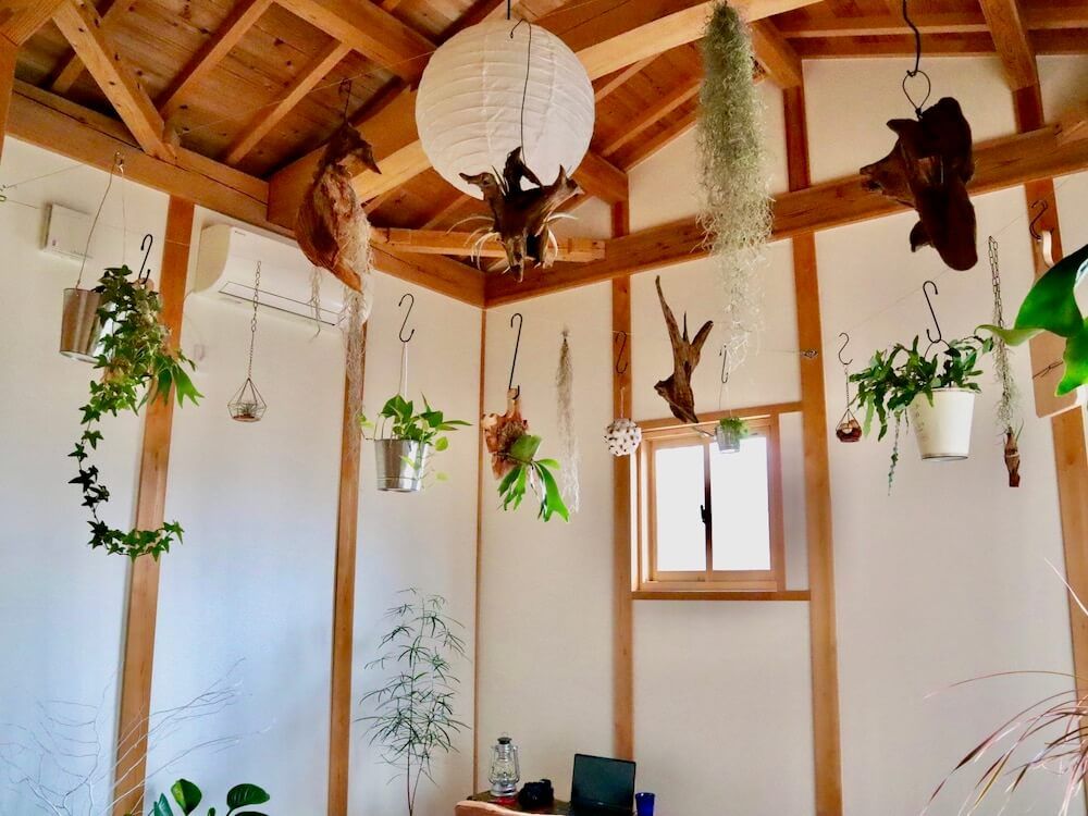 観葉植物　インテリアグリーン