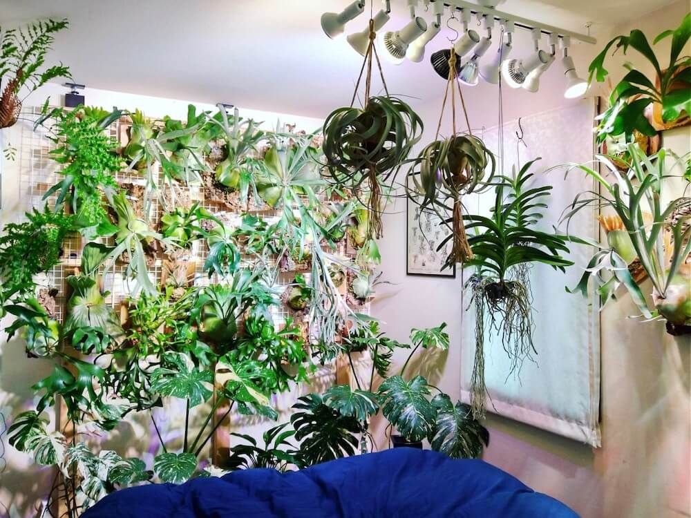 観葉植物　インテリアグリーン