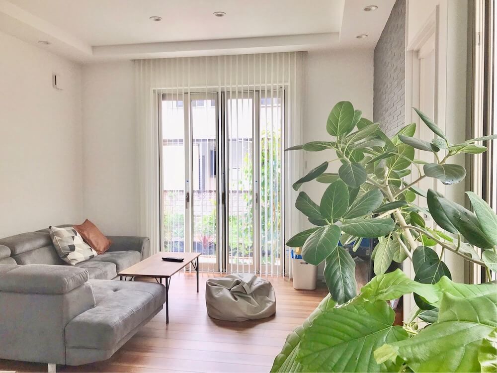 観葉植物　インテリアグリーン