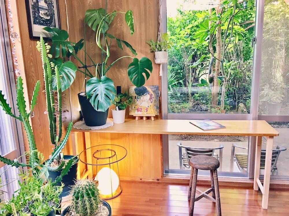 観葉植物　インテリアグリーン