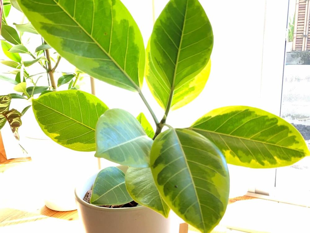 フィカス・アルティシマ