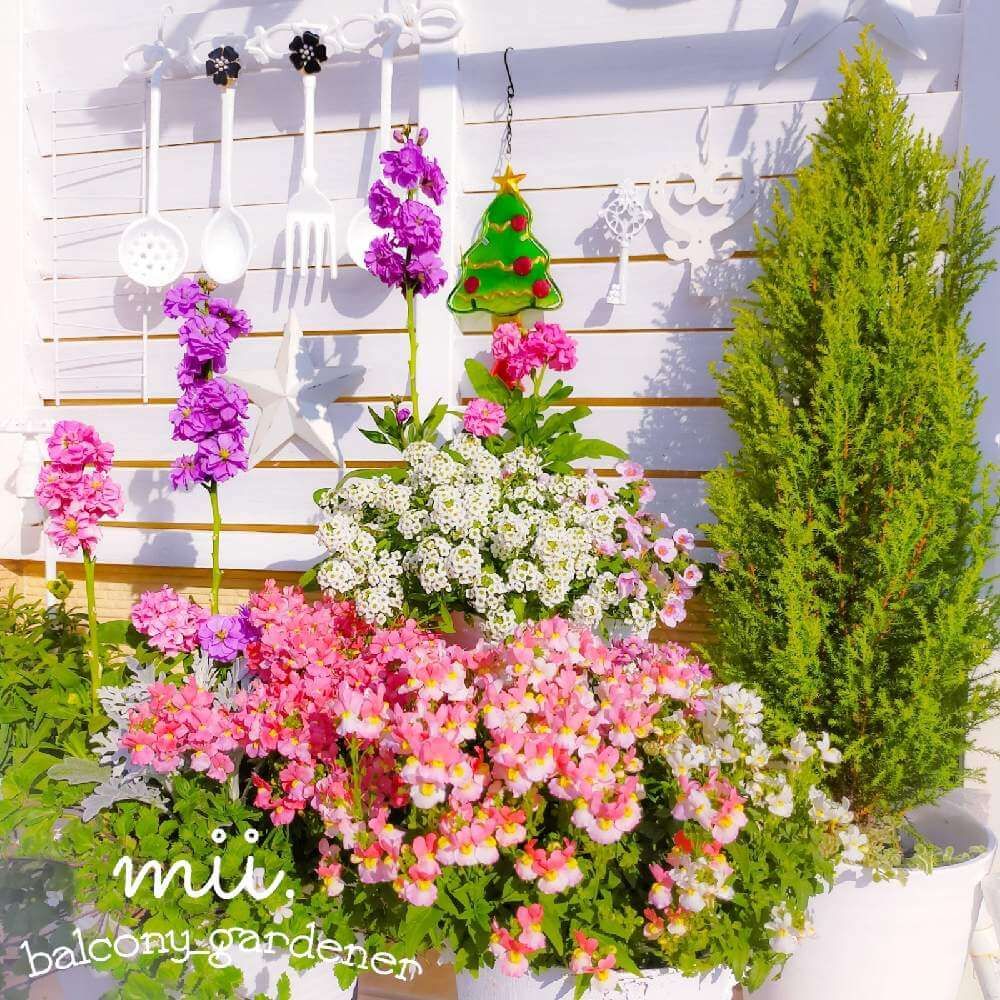 ゴールドクレスト