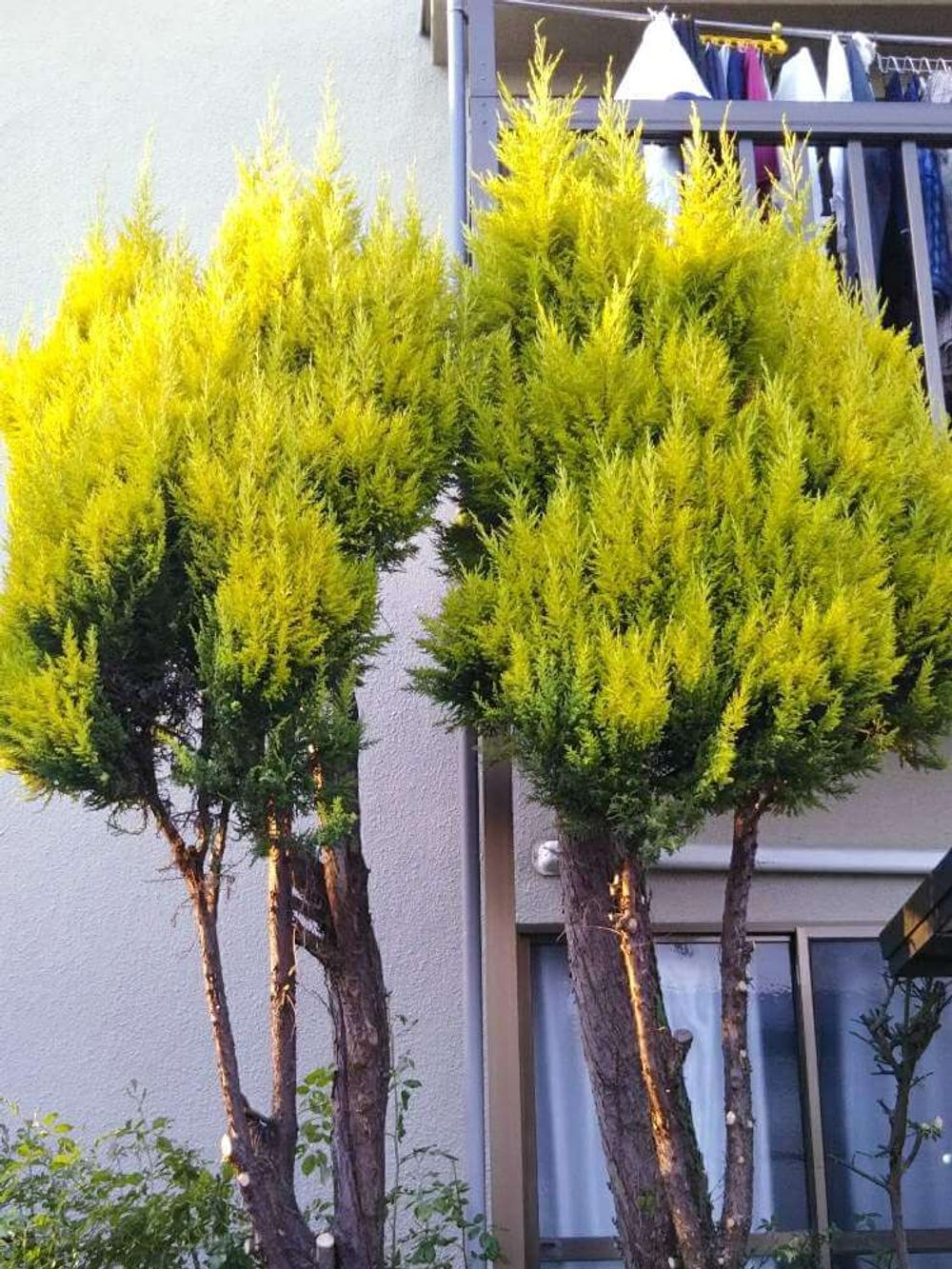 ゴールドクレスト