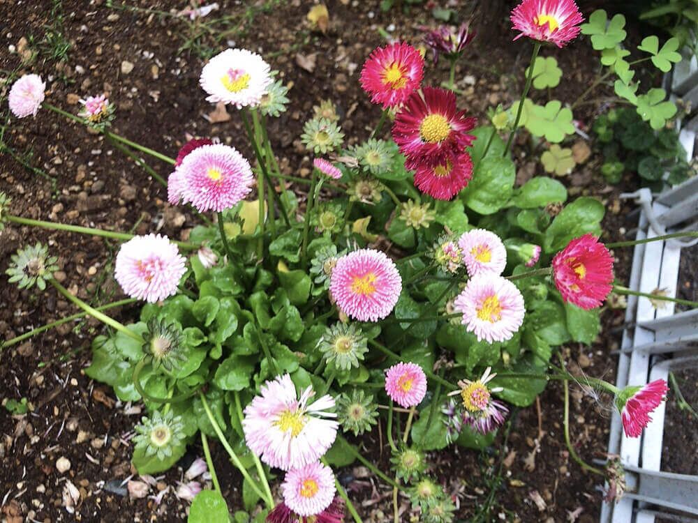 ヒナギク　地植え　赤い花　白い花　ピンク色の花