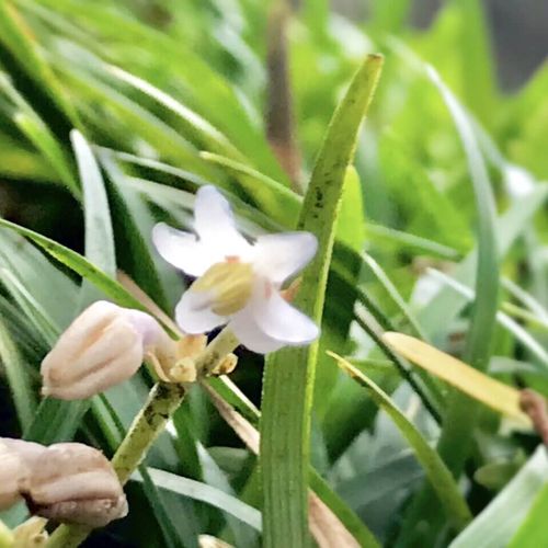 タマリュウ 玉竜 の育て方 植え方のコツは 増やし方とは Greensnap グリーンスナップ