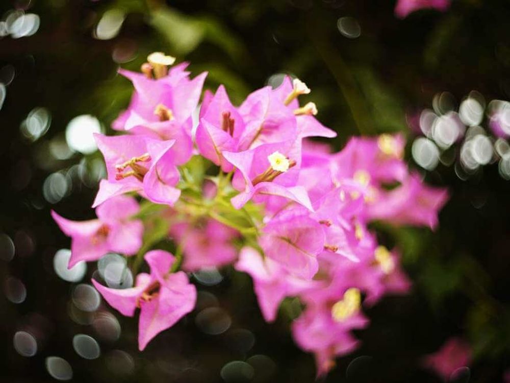 ピンク色のブーゲンビリア