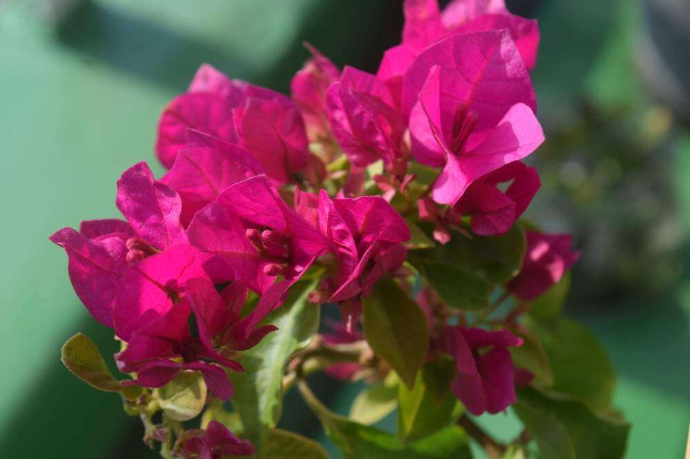 ブーゲンビリア