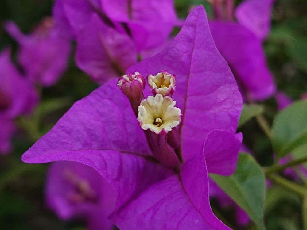 ブーゲンビリア