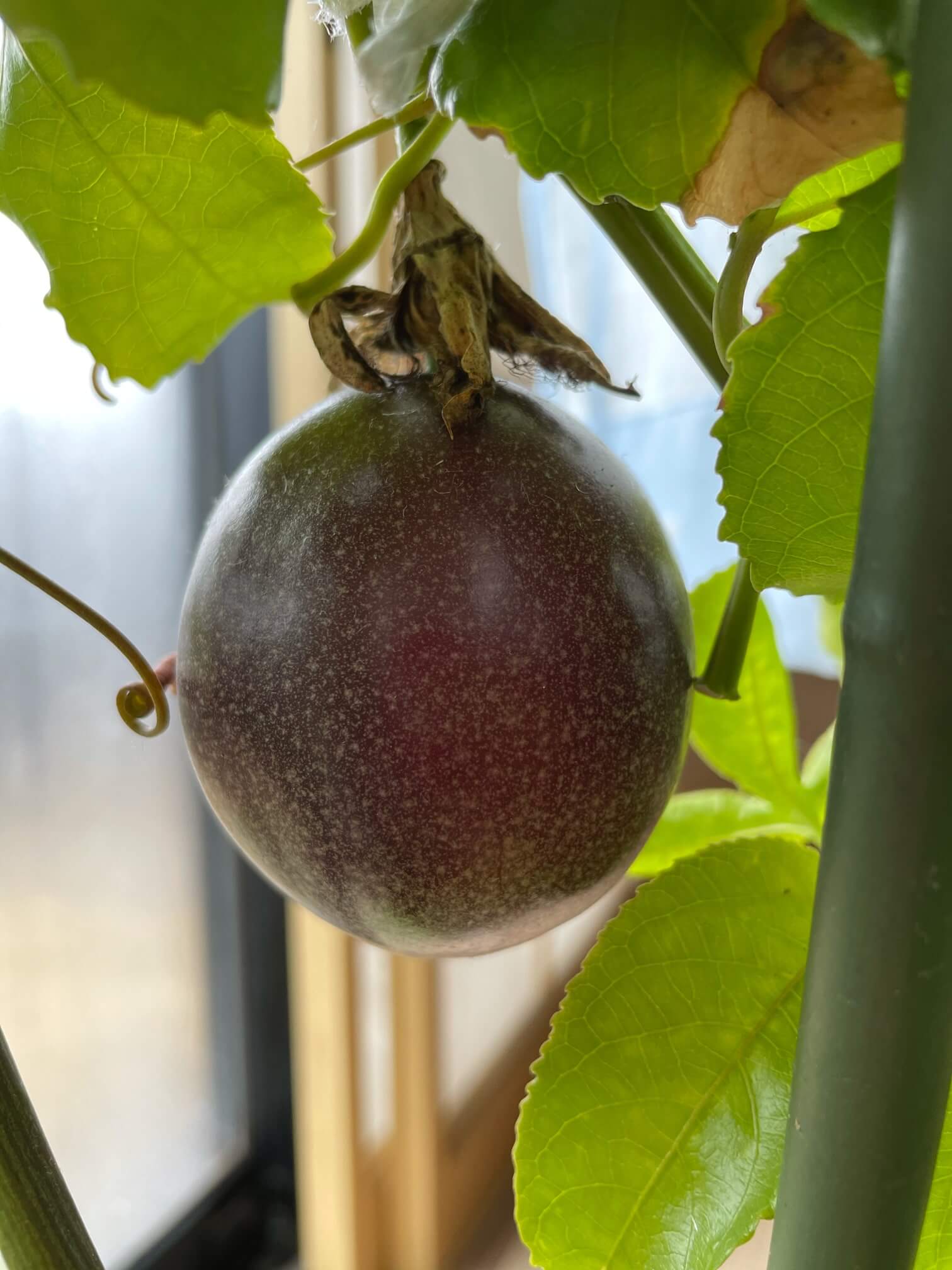 パッションフルーツの育て方 種の植え付けから収穫までの方法は Greensnap グリーンスナップ