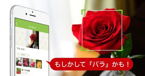 赤い花図鑑 人気の品種を 季節ごとに分けて紹介します Greensnap グリーンスナップ