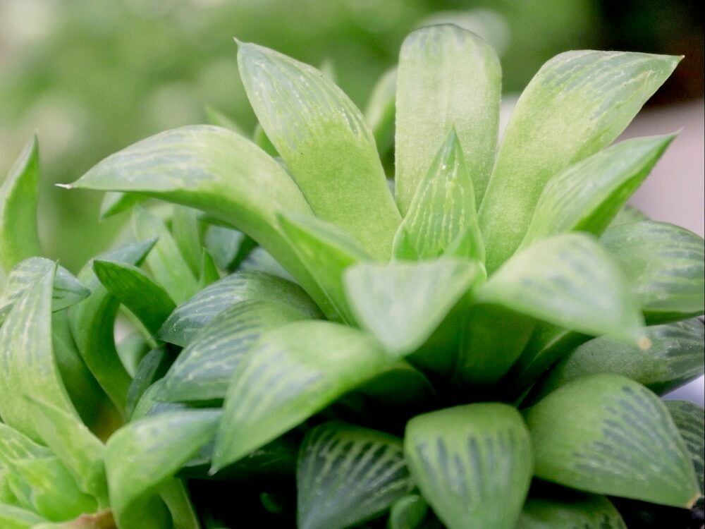 ハオルチア　レツーサ