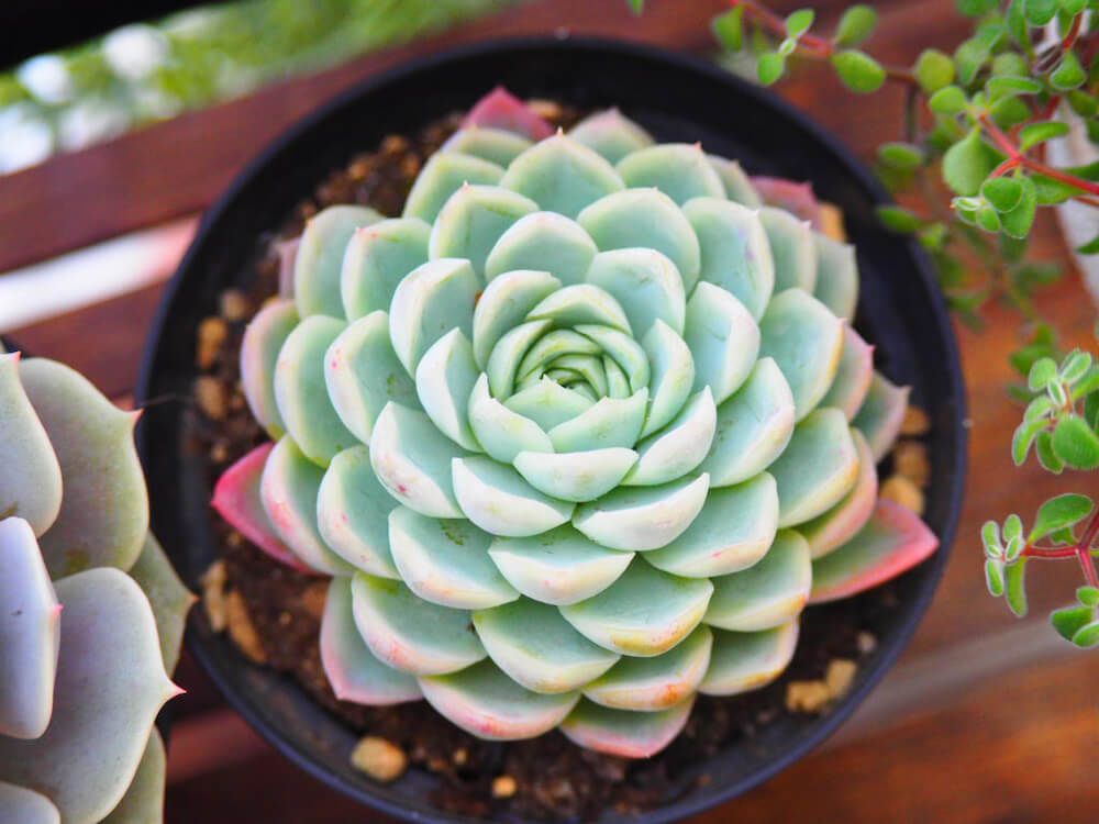 エケベリア　エレガンス　多肉植物