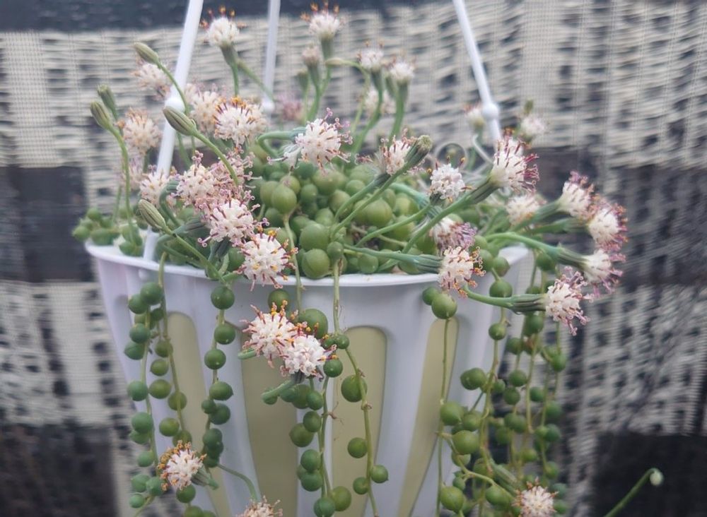 グリーンネックレス