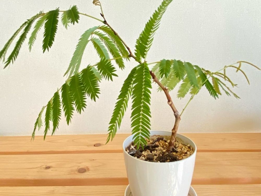 エバーフレッシュ