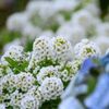 アリッサムの育て方｜切り戻しや種まきの時期は？地植えでもOK？の画像