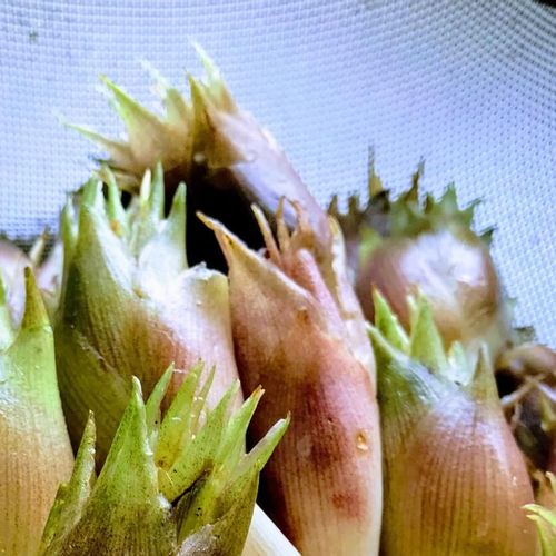 みょうが 茗荷 の育て方 栽培や手入れのコツは 収穫時期 保存方法は Greensnap グリーンスナップ