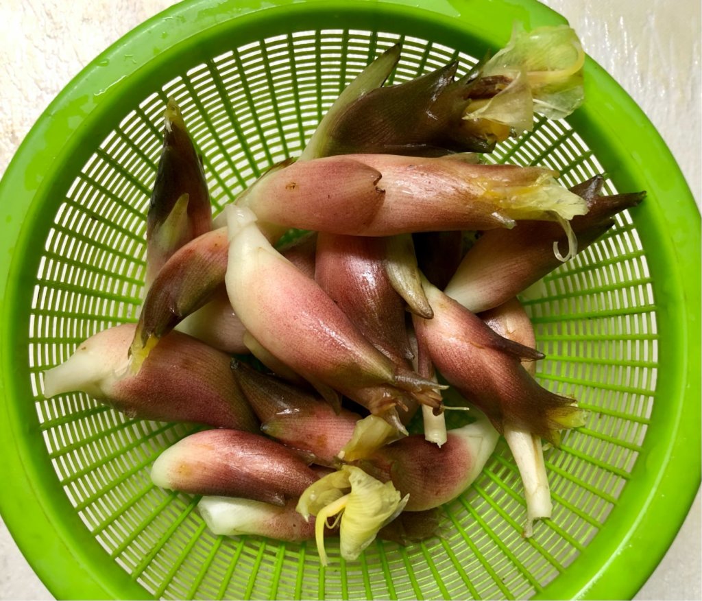 栽培 茗荷 ミョウガを栽培しているのは日本だけ！ 初夏の味覚・ミョウガと日本の食文化の関係(tmh.ioサプリ